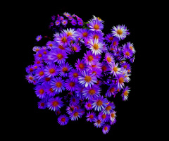 BLÜTEN