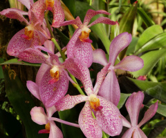 Orchid