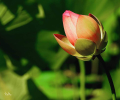 Flor de Lótus 