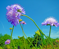 AM FELD