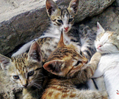 Lovely Beauties