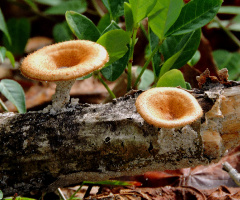 Cogumelo