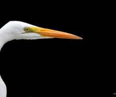 Garça
