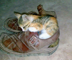 Kitty's favorite place to sleep❤️❤️❤️