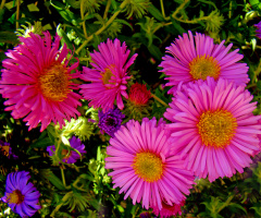 BLÜTEN