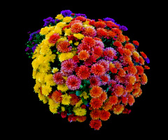 BLÜTEN