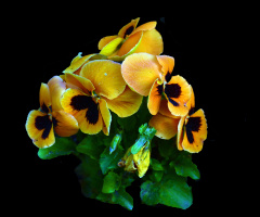 BLÜTEN