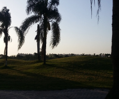 Egypt  - Alain alsokhna  - Palm trees