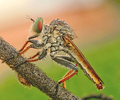 ROBBERFLY