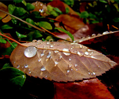 REGENWETTER