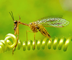 mantis fly