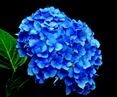 BLÜTEN