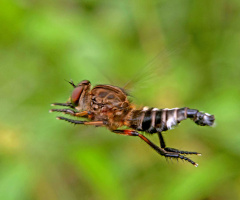 ROBBERFLY  2