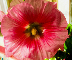 A close-up 