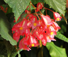 blossoms
