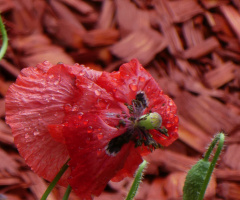 poppy