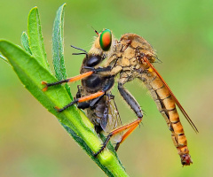 roberfly 555
