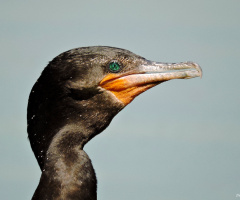 Biguá
