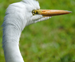 Garça