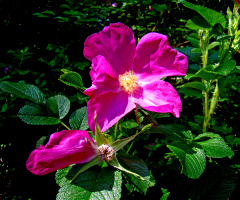 BLÜTEN
