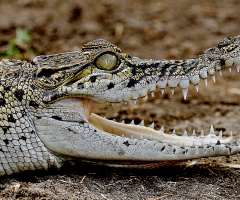 buaya