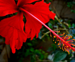 Hibiscus, close-up 