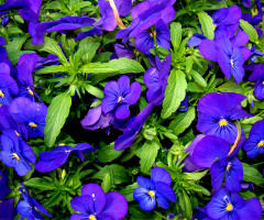 BLÜTEN