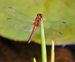 Libélula