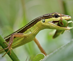 kadal