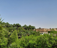 Egypt   - Cairo  