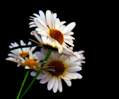 BLÜTEN