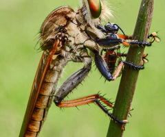 ROBBERFLY 123