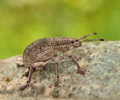 penyamaran