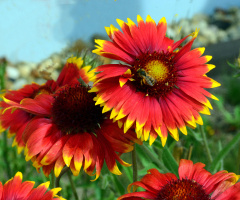 BLÜTEN