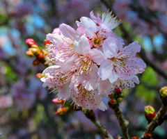 Sakura