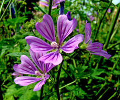 BLÜTEN