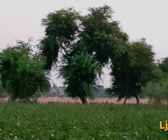 Cotton field & whispering trees