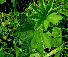 REGENWETTER