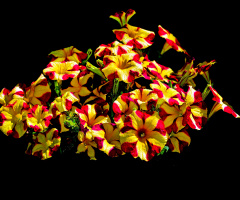 BLÜTEN