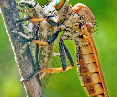 makan besar
