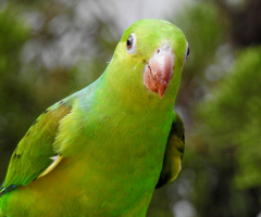 Periquito
