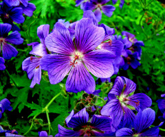 BLÜTEN