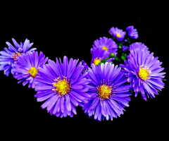 BLÜTEN