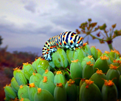 Butterfly Larva 