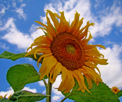 BLÜTEN