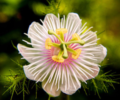 pistil