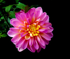 BLÜTE