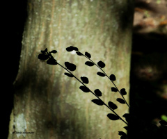 Small branches in the back light