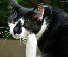 Neighbour's cat 