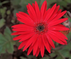 red flower